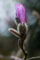 Bud 800.jpg