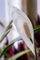 tropical white flower wm 800.jpg