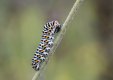 caterpillar small.jpg