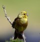 Yellowhammer  in full song.jpg