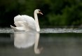 swan-reflection-v2.jpg