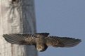 Take off Spotted Flycatcher 22nd Aug 2016.jpg