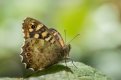 small speckled wood.jpg