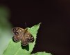 Speckled wood (not my photo).JPG