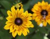Rubeckia in my garden.jpg