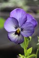 Last of the Viola's.jpg
