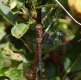 Southern Hawker 31st August 2016.jpg
