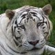 White-Tiger.jpg
