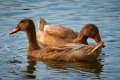 kodiak-duck2.jpg kodiak-duck2.jpg