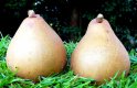 Pair of Pears.jpg