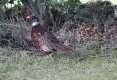 Pheasant.JPG