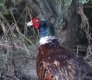 Pheasant crop.JPG