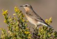 Wheatear.jpg