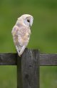 Barn-Owl-web-S6D2324-1024-2.jpg
