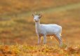 backlit-young-fallow-stagTP.jpg