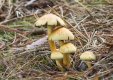 fungifamily-0305.jpg
