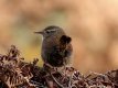 Wren 10th Nov 2016.jpg