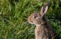 Rabbit.jpg Rabbit.jpg