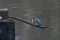 Kingfisher with fish.jpg