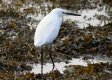 Little Egret 16th Nov 2016.jpg Little Egret 16th Nov 2016.jpg