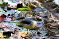 Grey Wagtail 19th Nov 2016.jpg Grey Wagtail 19th Nov 2016.jpg
