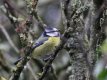 Blue tit Daily.jpg Blue tit Daily.jpg