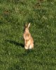 Rabbit .jpg