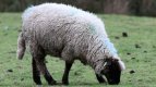 Sheep.jpg