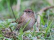 Another Wren.jpg Another Wren.jpg