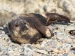 Seal on Trevor beach.jpg Seal on Trevor beach.jpg