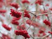 Guilder Rose berries.jpg Guilder Rose berries.jpg