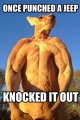 Once-Punched-A-Jeep-Knocked-It-Out-Funny-Kangaroo-Meme-Picture.jpg