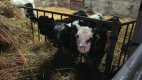 On the farm.jpg On the farm.jpg