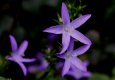 Campanula.jpg Campanula.jpg