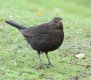 Blackbird female.jpg Blackbird female.jpg