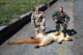 Cobras Hunt.jpg