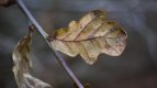December 11, 2016-0122-Edit.jpg