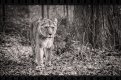 161205150427-BC7A8107-Edit-2.jpg 161205150427-BC7A8107-Edit-2.jpg