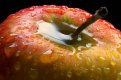 Seductive-Fruit.jpg Seductive-Fruit.jpg