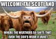 hairy coo.png
