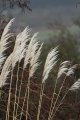Pampass Grass.jpg