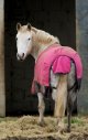 Horse.jpg