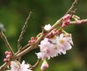 Almond Blossom.jpg