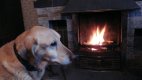 Rosy by the fire.jpg