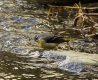 Grey Wagtail Aberdaron 23rd Jan 2017.jpg