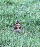 Fieldfare one.jpg