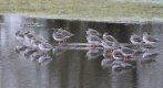 Redshank at rest.jpg