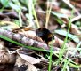 First Bee.jpg