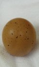 Whole egg.jpg