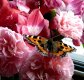 Over wintering butterfly.jpg